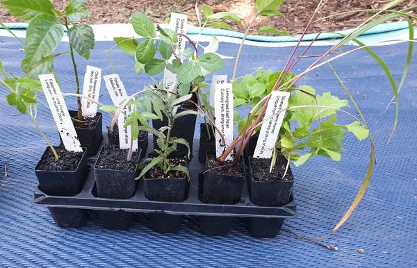 Make Your Own Plant&nbsp;Tags