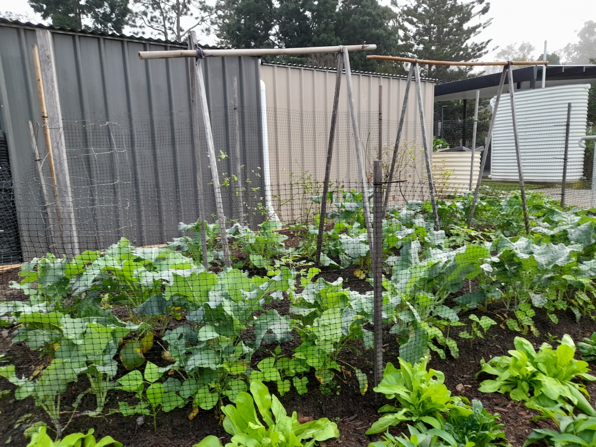 Vegies for a&nbsp;year….