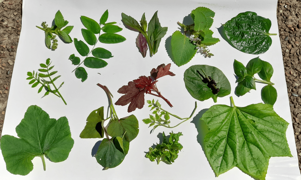 Alternatives to Lettuce