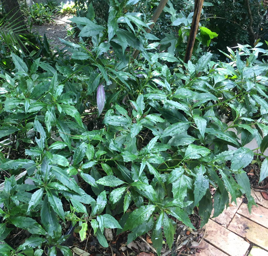 Okinawa Spinach (Gynura bicolor)