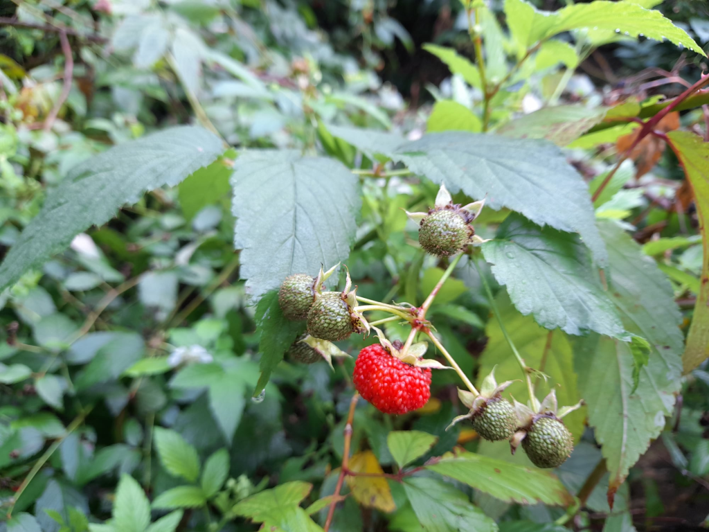 Atherton Raspberry (Rubus probus)