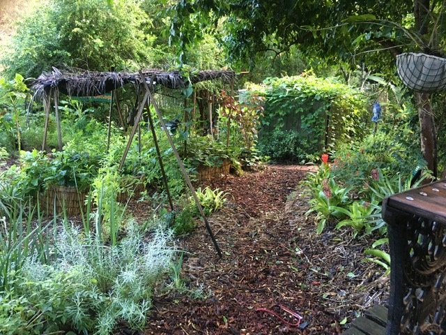 Why Perennial Plants?