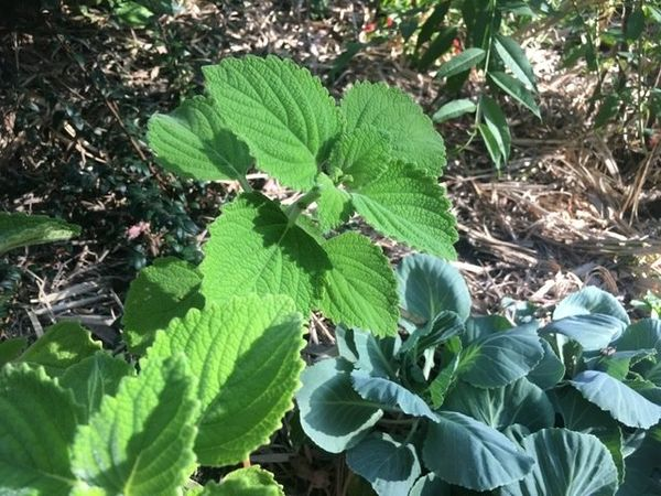 Bush Basil (Plectranthus&nbsp;graveolens)