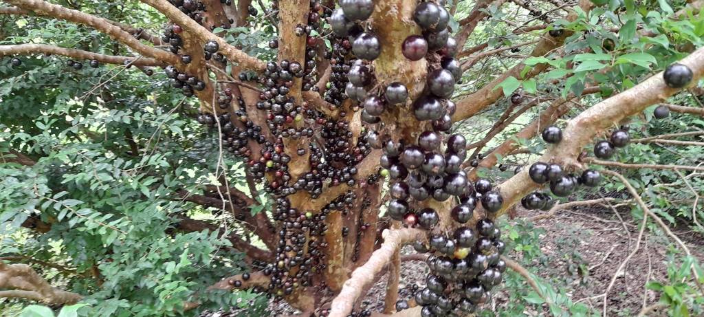 Jaboticaba (Plinia caulifora)