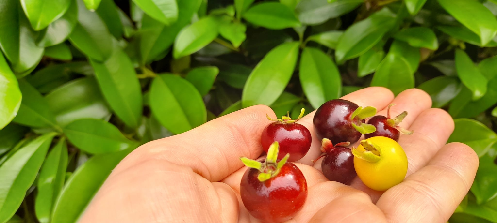 Grumichama (Eugenia brasiliensis)