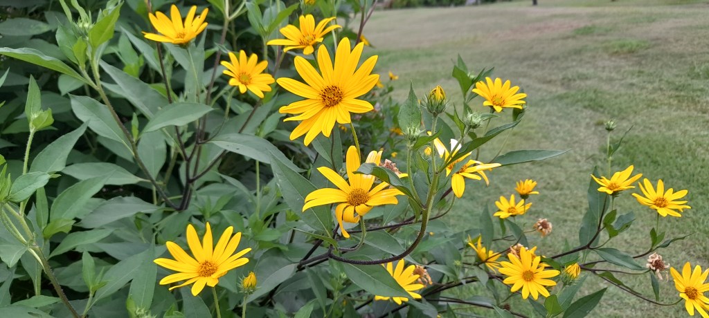 Taring Community Garden Flower&nbsp;Workshop