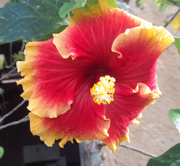 Edible Ornamental Gardening