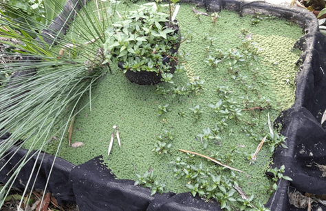 Aquatic Edible Plants