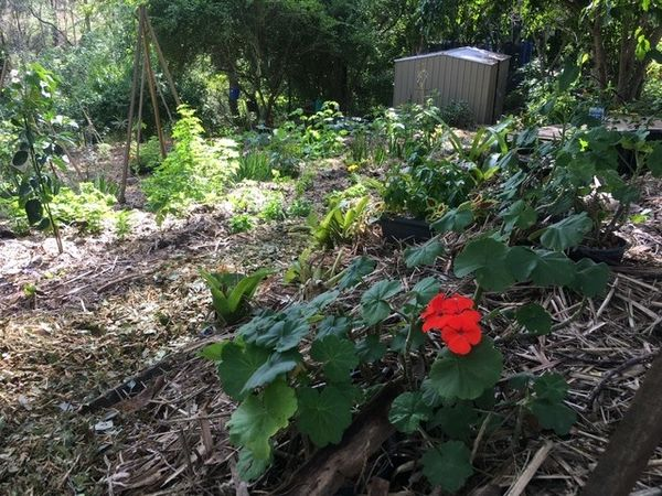 Fruit Trees for Drier&nbsp;Conditions