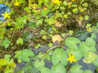 Advantages of Water&nbsp;Gardens