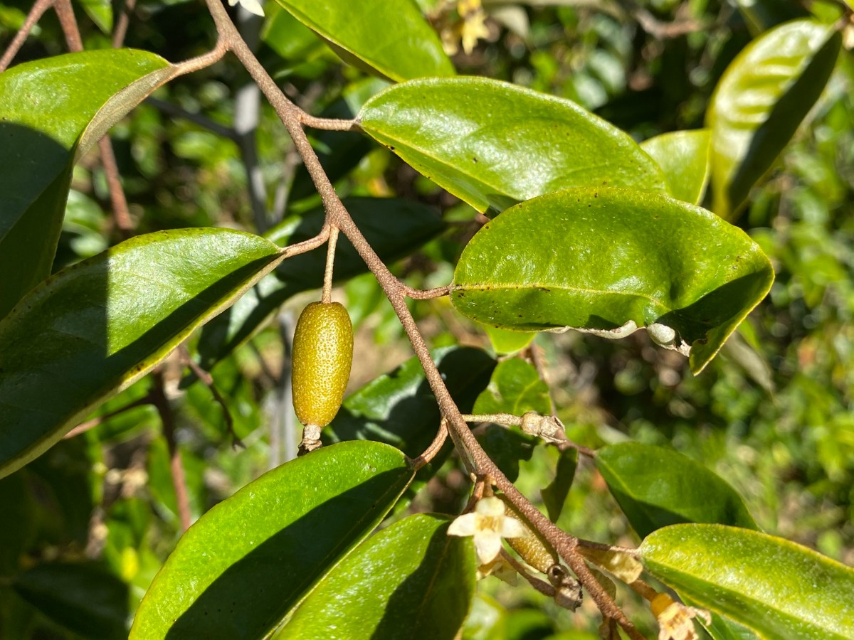 Millaa-millaa vine (Elaeagnus triflora var.&nbsp;triflora)