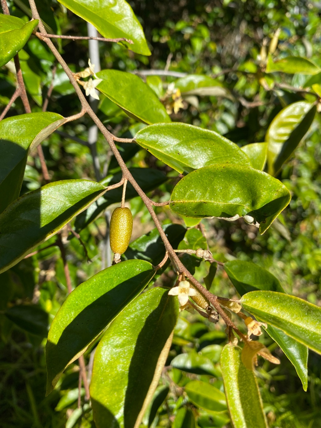 Millaa-millaa vine (Elaeagnus triflora var. triflora)