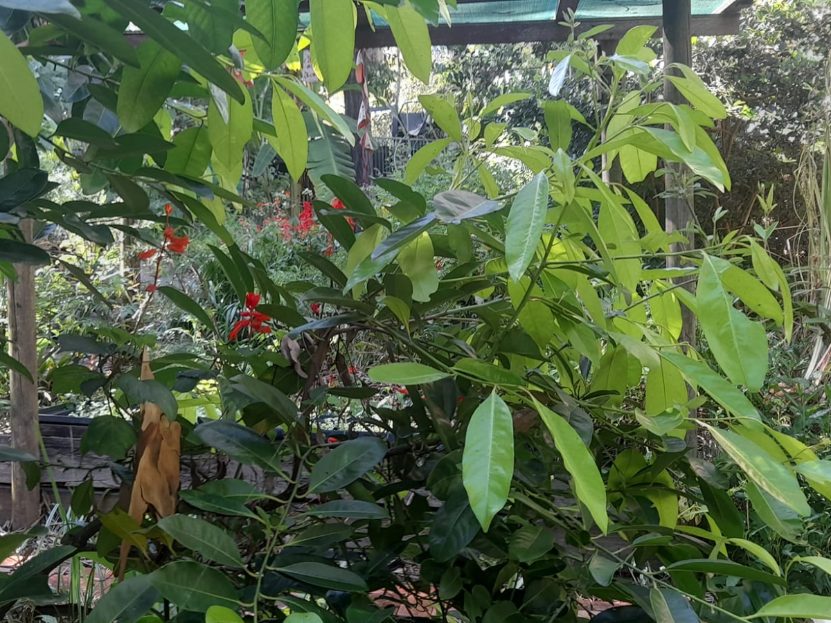 Subtropical Edible Plant&nbsp;List