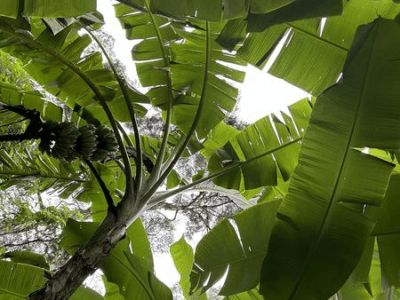 May in the Food&nbsp;Forest