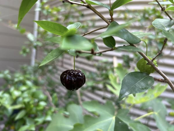 Black Brazilian Cherry