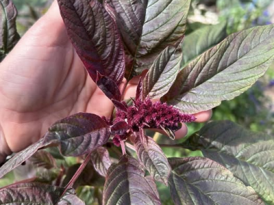 Purple amaranth (Amaranthus&nbsp;cruentus)